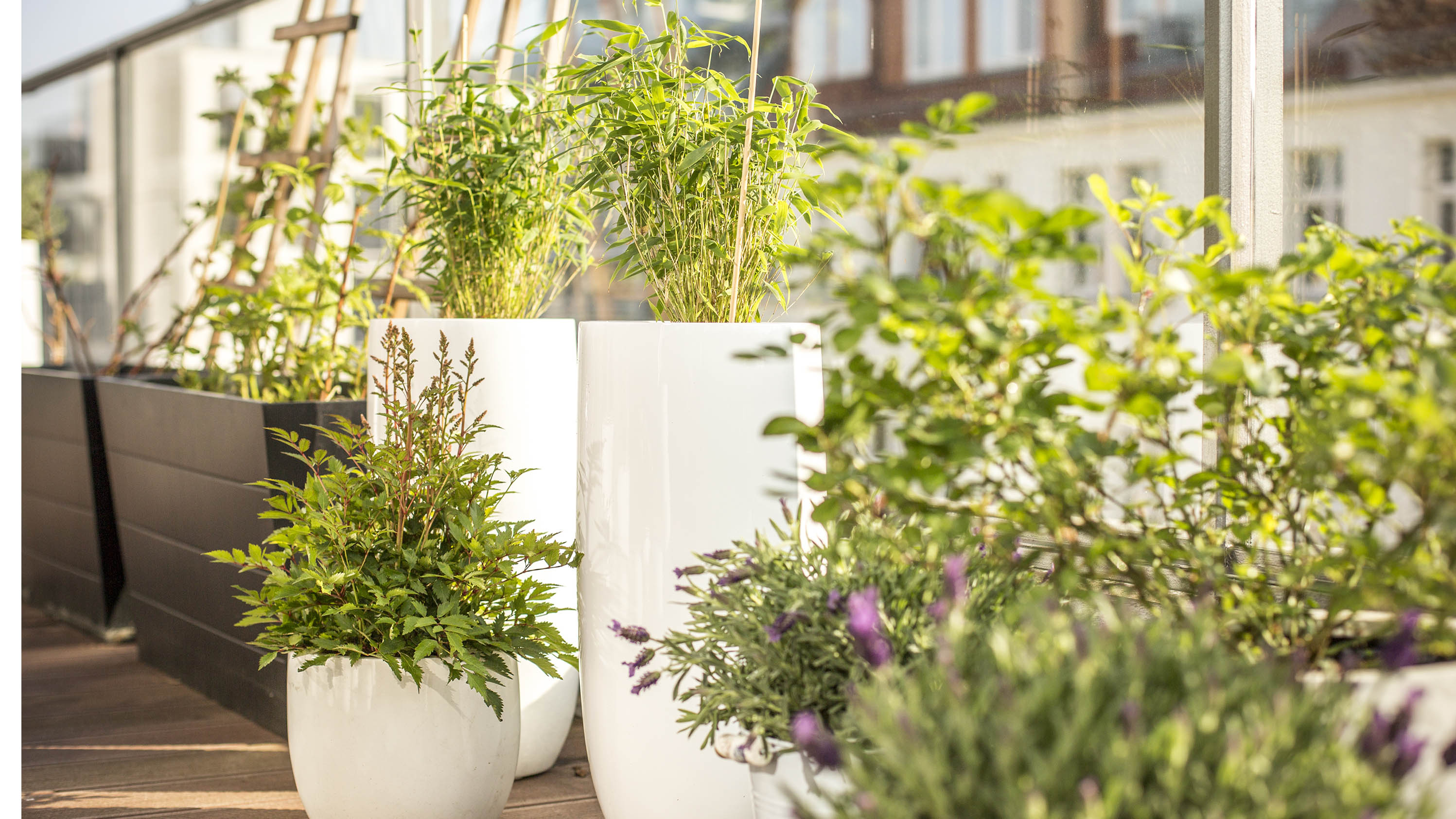 Plantes de balcon