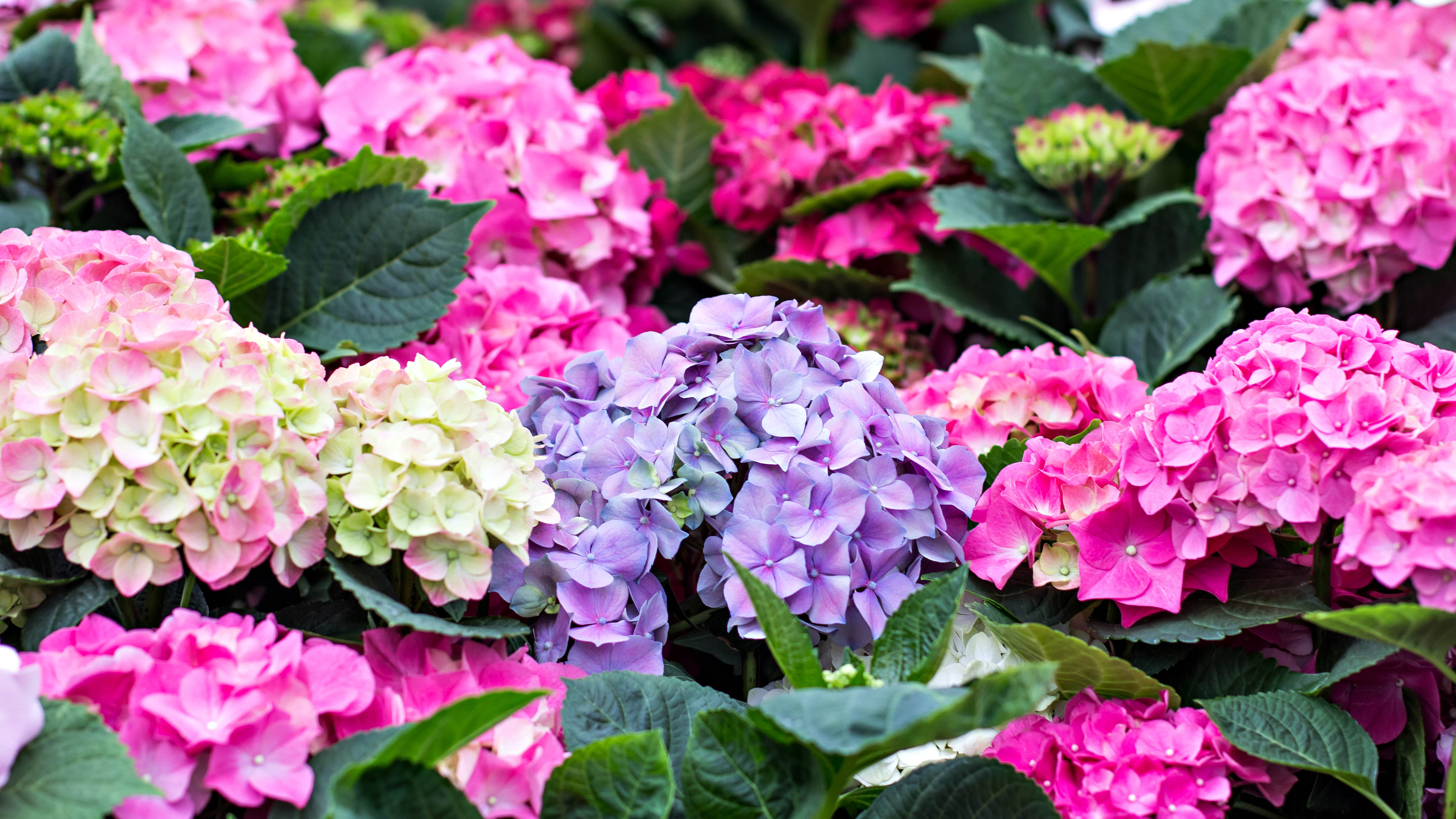 Hortensias avec différentes couleurs de fleurs, dont le rose, le bleu et le blanc