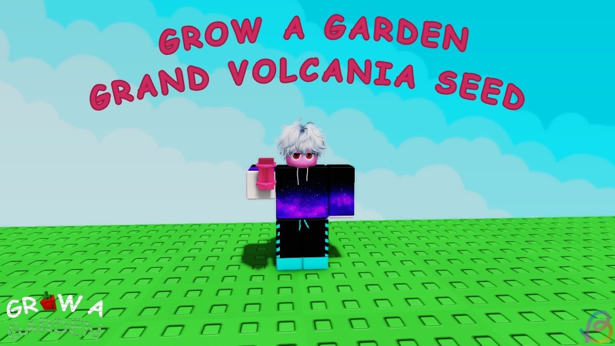 Comment obtenir des graines de Grand Volcania en cultiver un