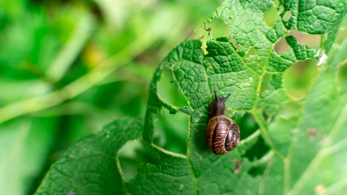 1715605249 9 modi per allontanare lumache e chiocciole dal tuo giardino