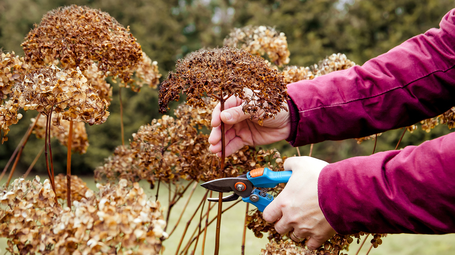 Man pruning mophead hydrangeas