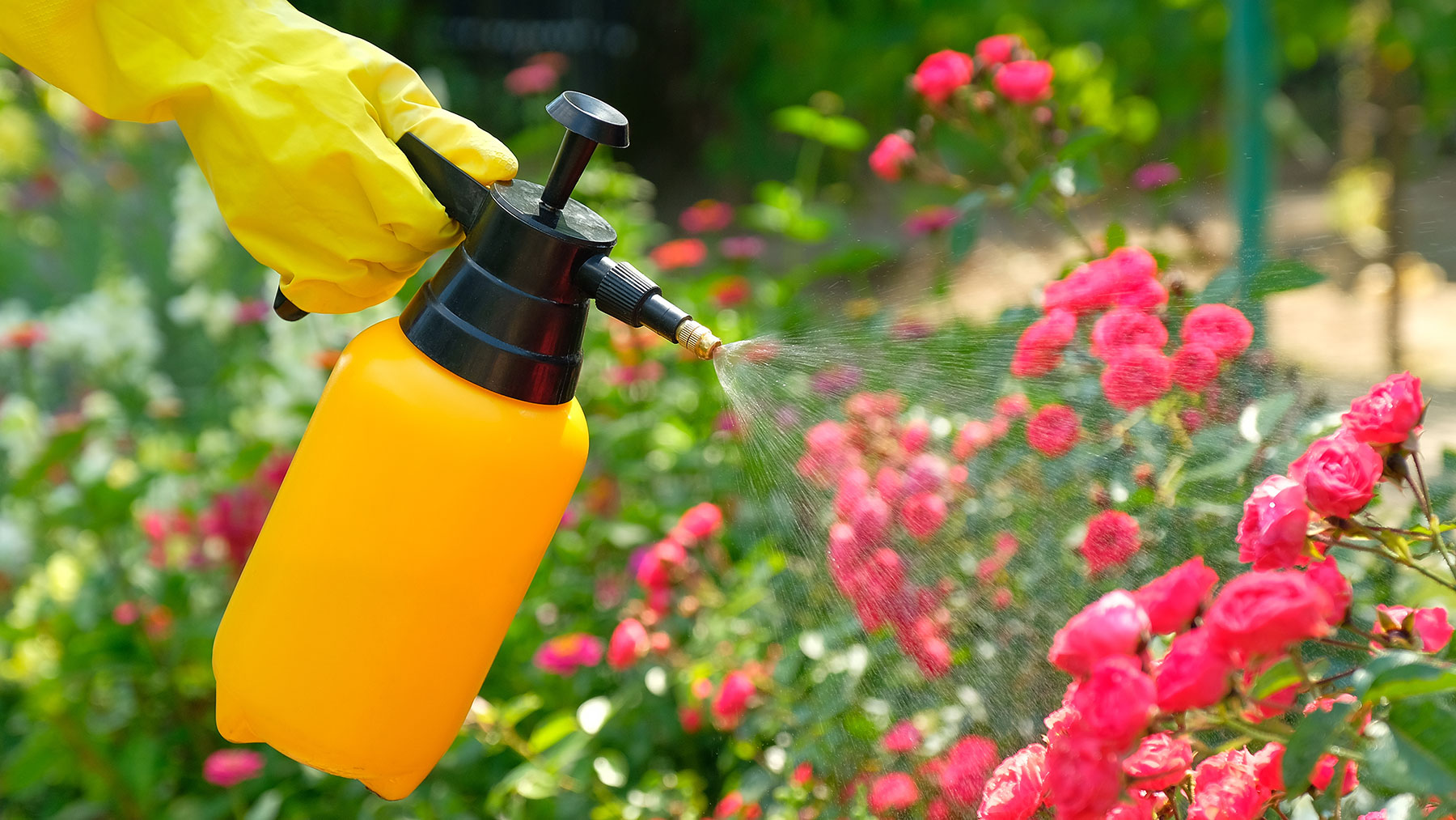 Dark prink roses sprayed with a fungicide