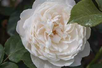 1715851492 What Causes Spots on Roses and How to Get Rid
