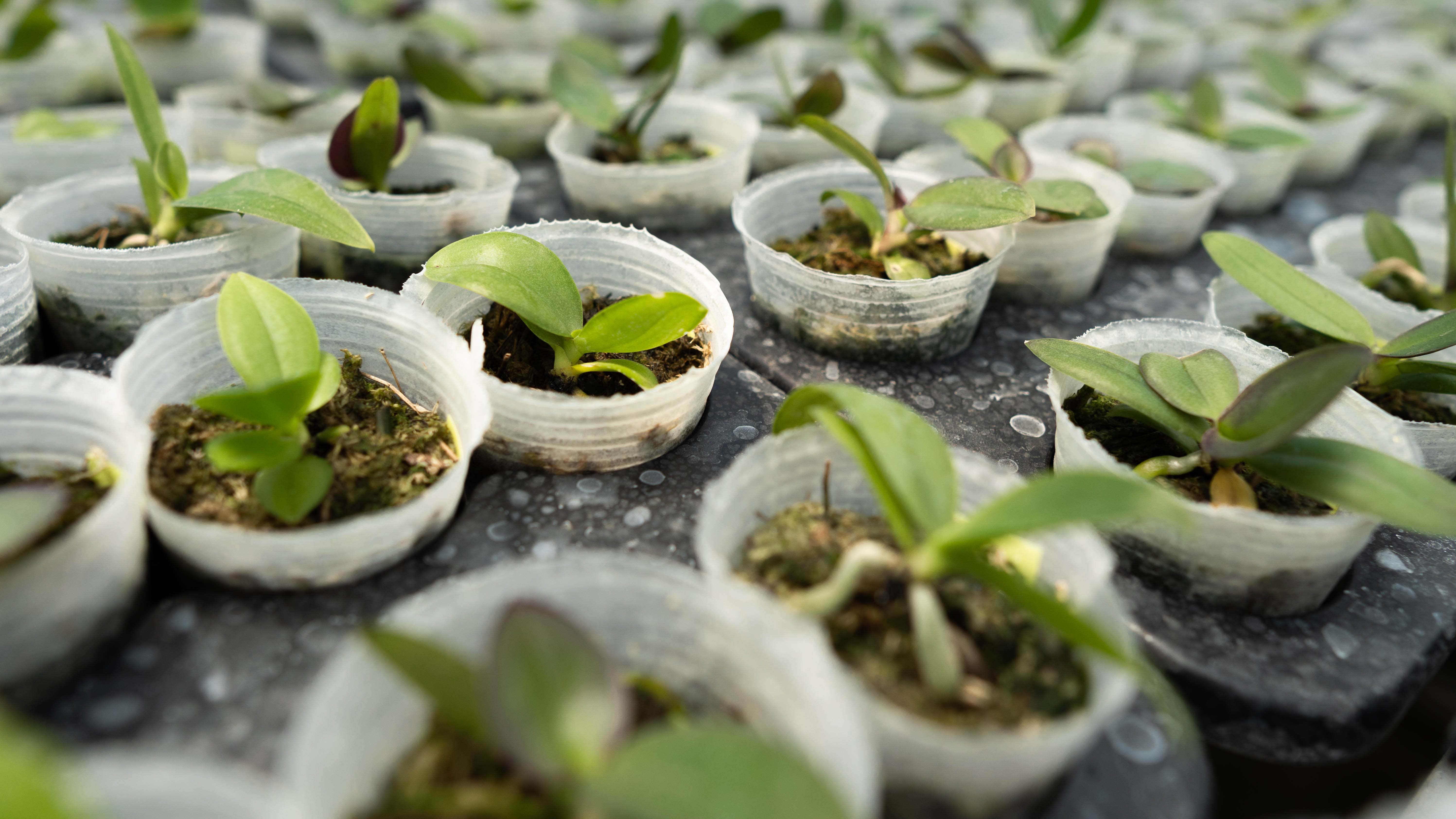 Orchid seedlings in plastic pots.