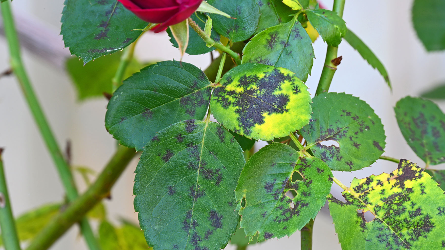 Black spot shown on the foliage of roses.